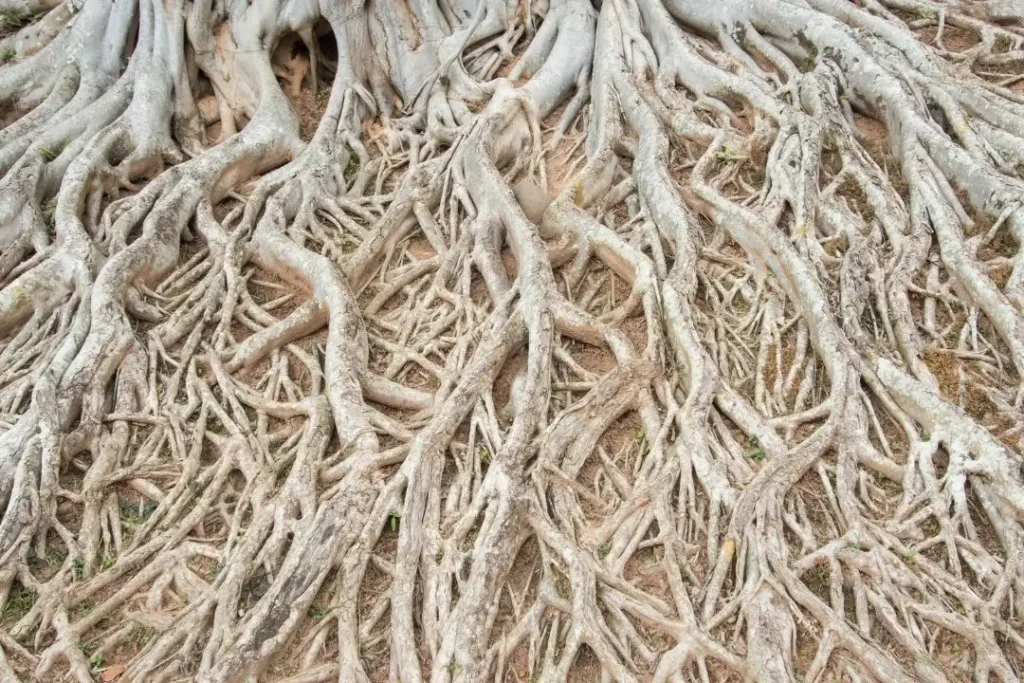 creeping tree roots